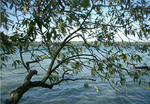 Ein großer Ast mit Blättern vor einem See. Es weht ein Wind.