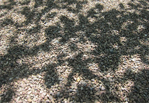 Ein Baum wirft mit seinen Blättern einen Schatten auf ein
        	Kiesbett.